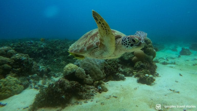 Turtle from the coast of Gili Trawangan