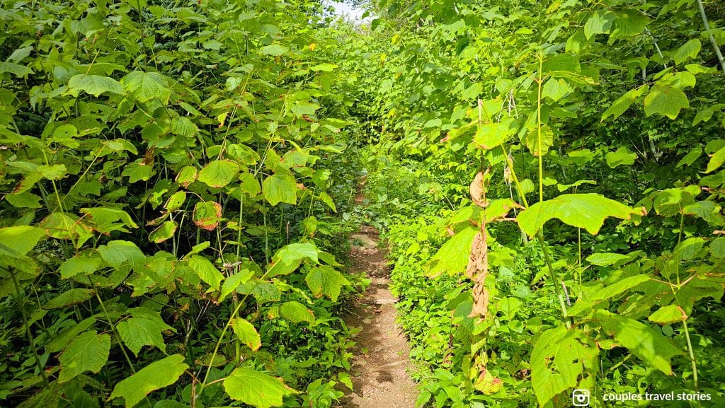 Hiking through the bush in Blueberry Mountain Trail, Cape Breton Nova Scotia.